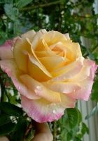 Роза плетистая Клайминг Пис Роза плетистая Клайминг Пис