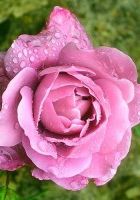 Роза флорибунда Дойче Велле Роза флорибунда Дойче Велле