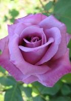 Роза чайно-гибридная Пассион Роза чайно-гибридная Пассион