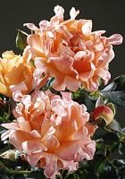 Роза Раффлс Дрим Роза Раффлс Дрим