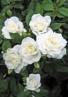 Роза плетистая Айсберг Роза плетистая Айсберг