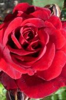 Роза плетистая Дон Жуан Роза плетистая Дон Жуан