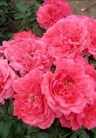 Роза плетистая Розариум Ютерсен Роза плетистая Розариум Ютерсен