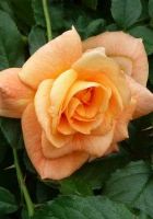 Роза парковая Вестерленд Westerland Роза парковая Вестерленд Westerland