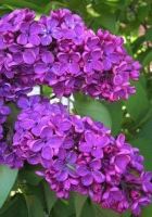 Сирень обычная Красноватая Москва Сирень обычная Красноватая Москва