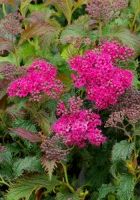 Спирея японская Криспа Спирея японская Криспа