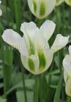 Цветок зеленоцветковый Сприн Грин (Spring Green)