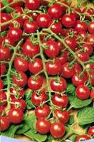 Томат Саппоро Томат Саппоро