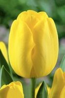 Цветок триумф Карактер Caractere