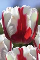 Цветок попугайный Флейминг Бёрд (Fleming Bird) Цветок попугайный Флейминг Бёрд (Fleming Bird)