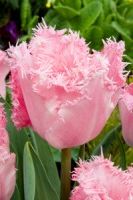 Цветок бахромчатый Сантандер (Santander) Цветок бахромчатый Сантандер (Santander)