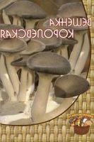Мицелий грибов
