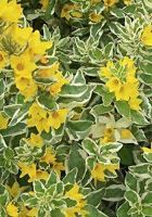 Вербейник точечный Александр Вербейник точечный Александр