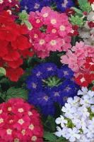 Вербена Вербена