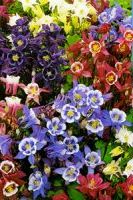 Доставка цветочных букетов Доставка цветочных букетов