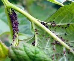 Фото Вредители вишни