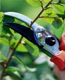 Персик. Когда и как подрезают персик? Фото Персик. Когда и как подрезают персик?