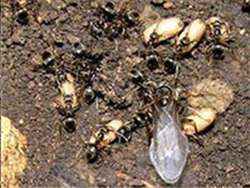 Фото Как биться с садовыми муравьями?