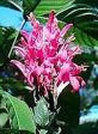 Якобиния малоцветковая Якобиния малоцветковая