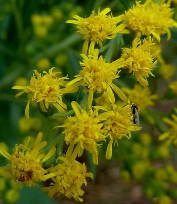 Полезное растение Золотарник гигантский